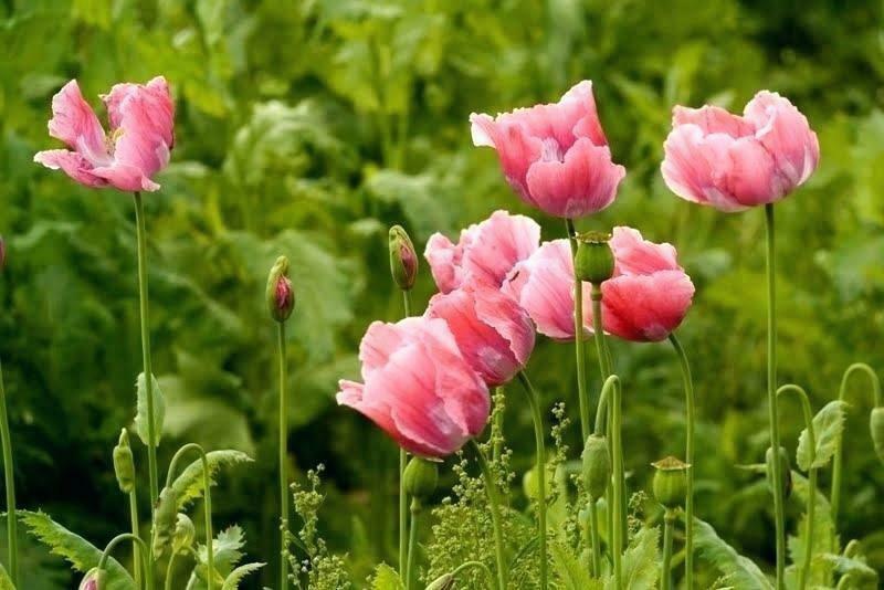 Poppy Papaver Pink Peony Paeoniflorum -25 Seeds- Indescribably E